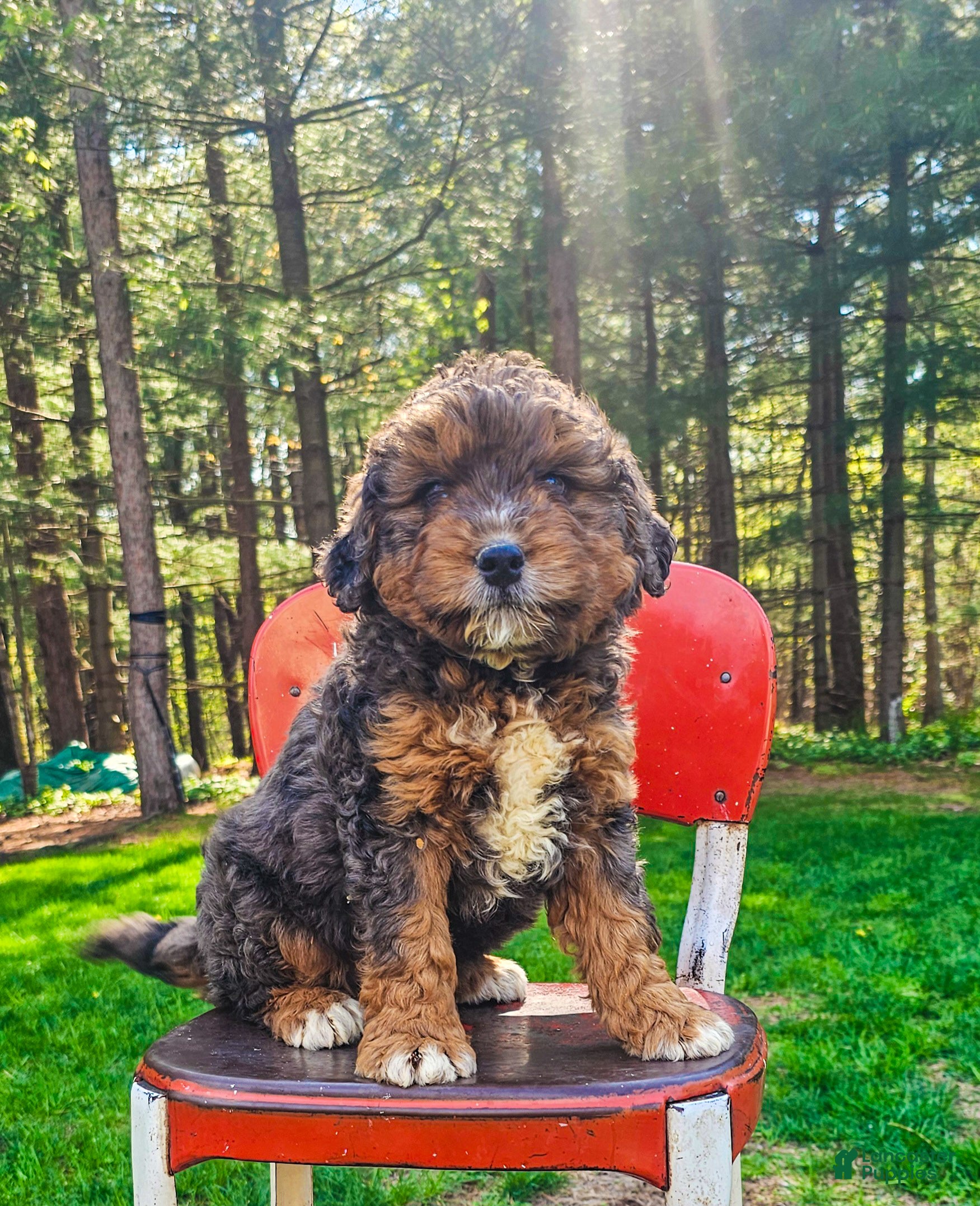 Mini Bernedoodle dogs Daisy - Ad 1