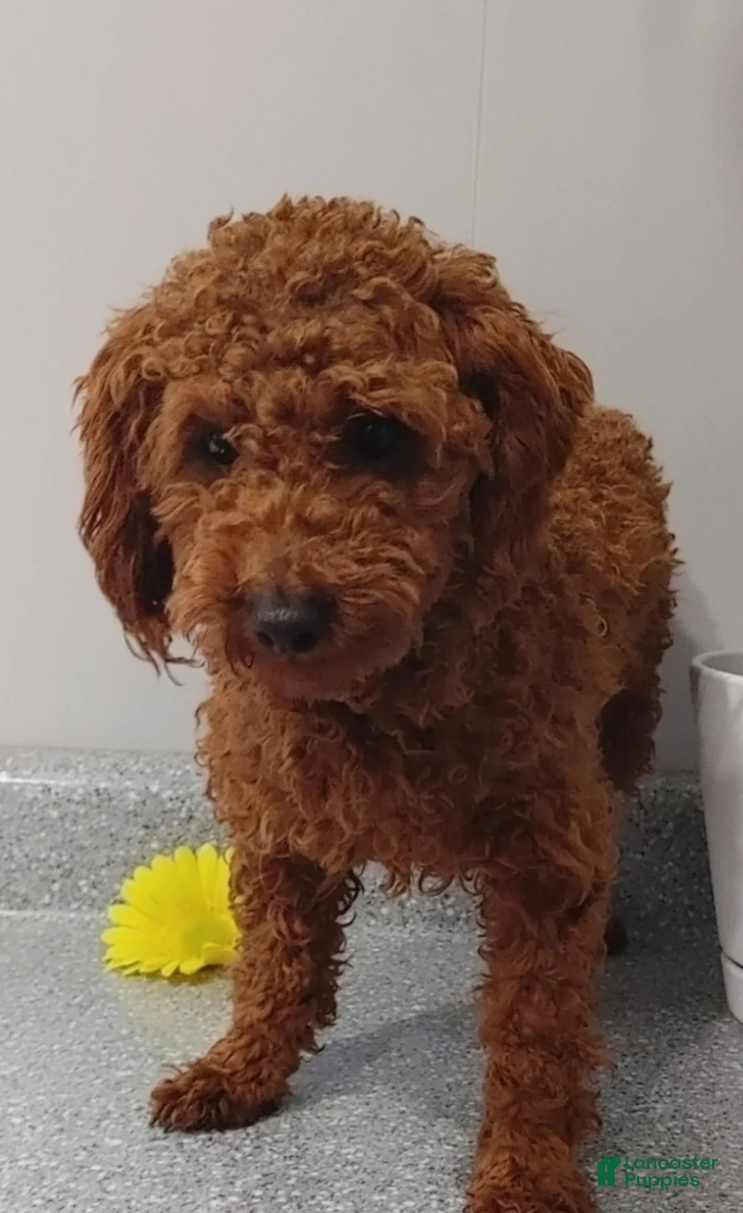 Cavapoo dogs for sale: Maxwell  - Ad 21
