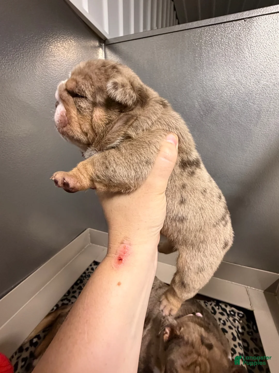 English Bulldog dogs for sale: Snickers  - Ad 1