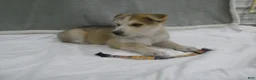 Gerberian Shepsky dogs for sale: Koda - Ad 4