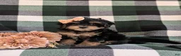Havapoo dogs for sale: Shanna Hypoallergenic - Ad 1