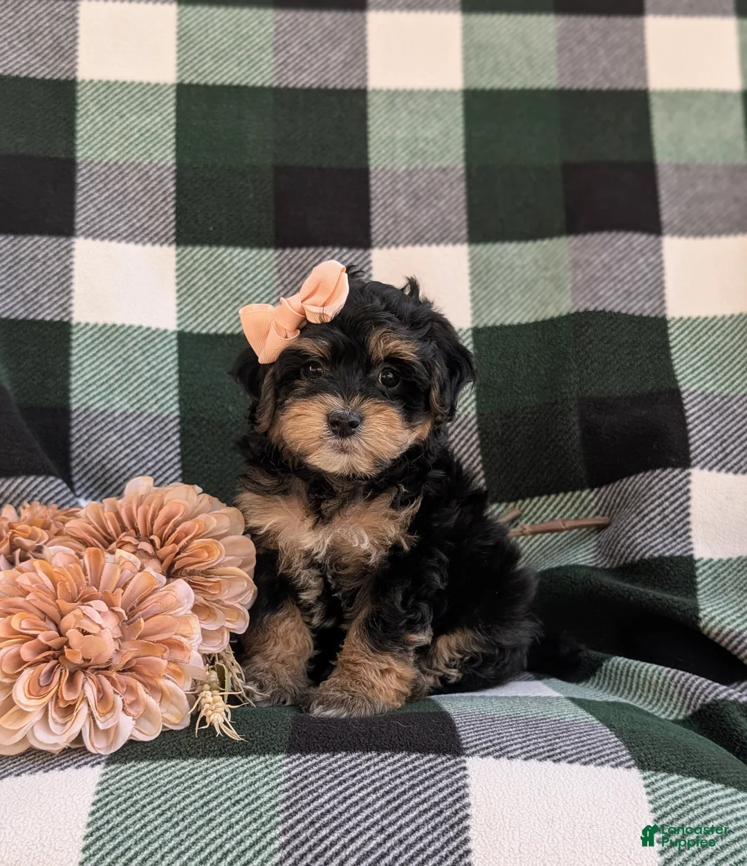 Havapoo dogs for sale: Shanna Hypoallergenic - Ad 1