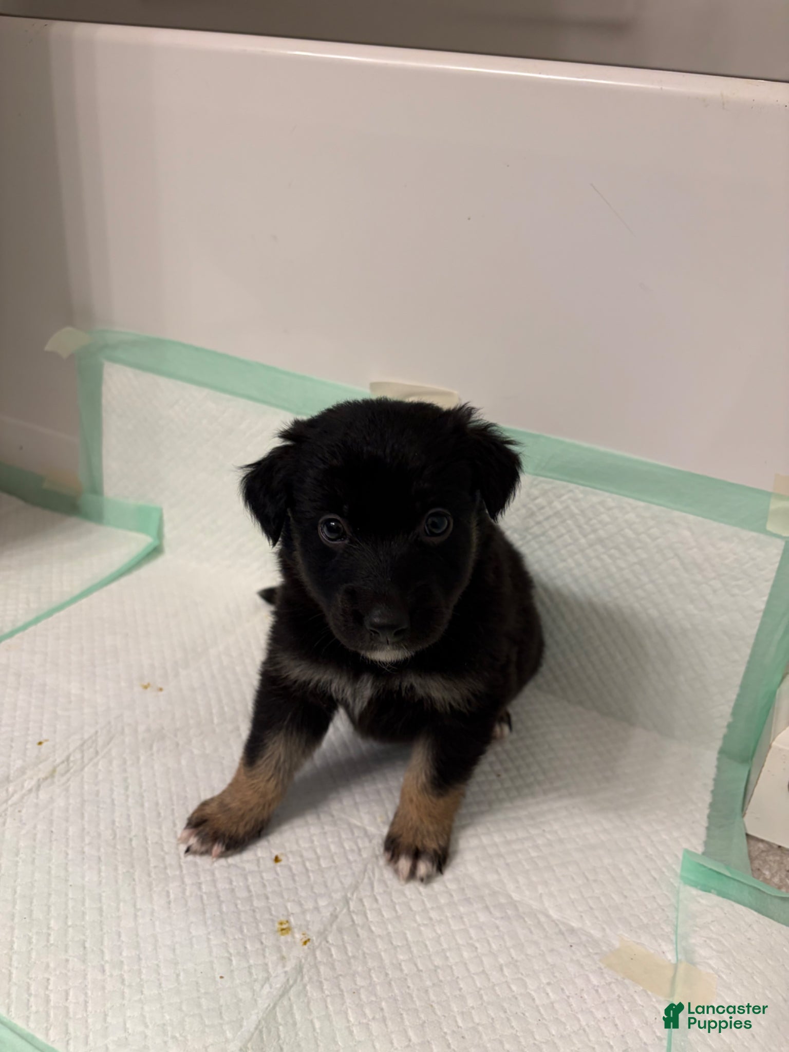 German Shepherd dogs  Puppy 9 - Ad 7