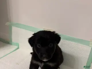 German Shepherd dogs Puppy 9 - Ad 7