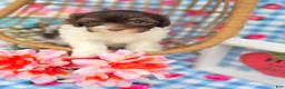 Havapoo dogs for sale: Derby - Ad 3