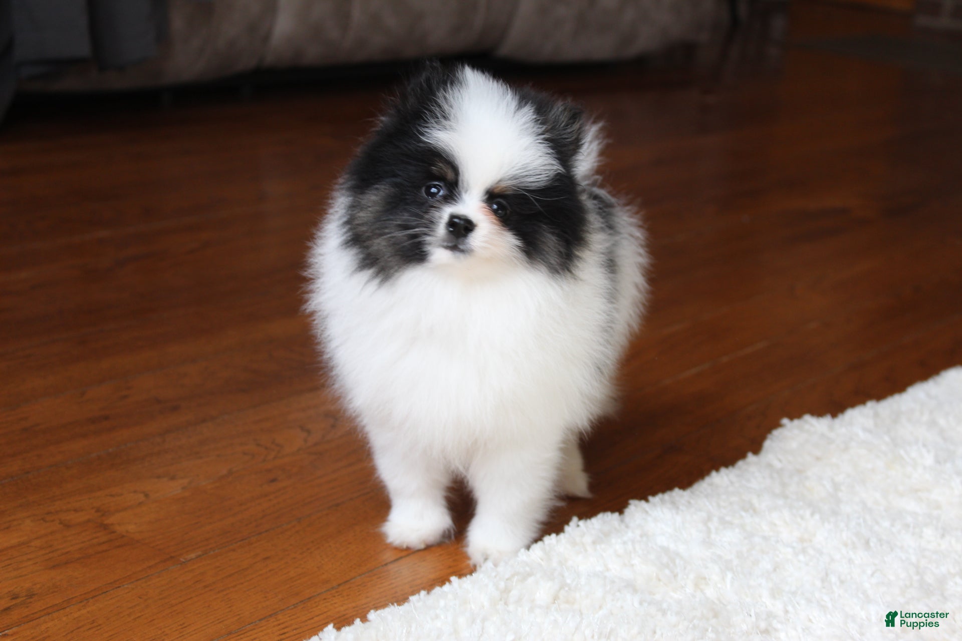 Pomeranian dogs Dax - Ad 1