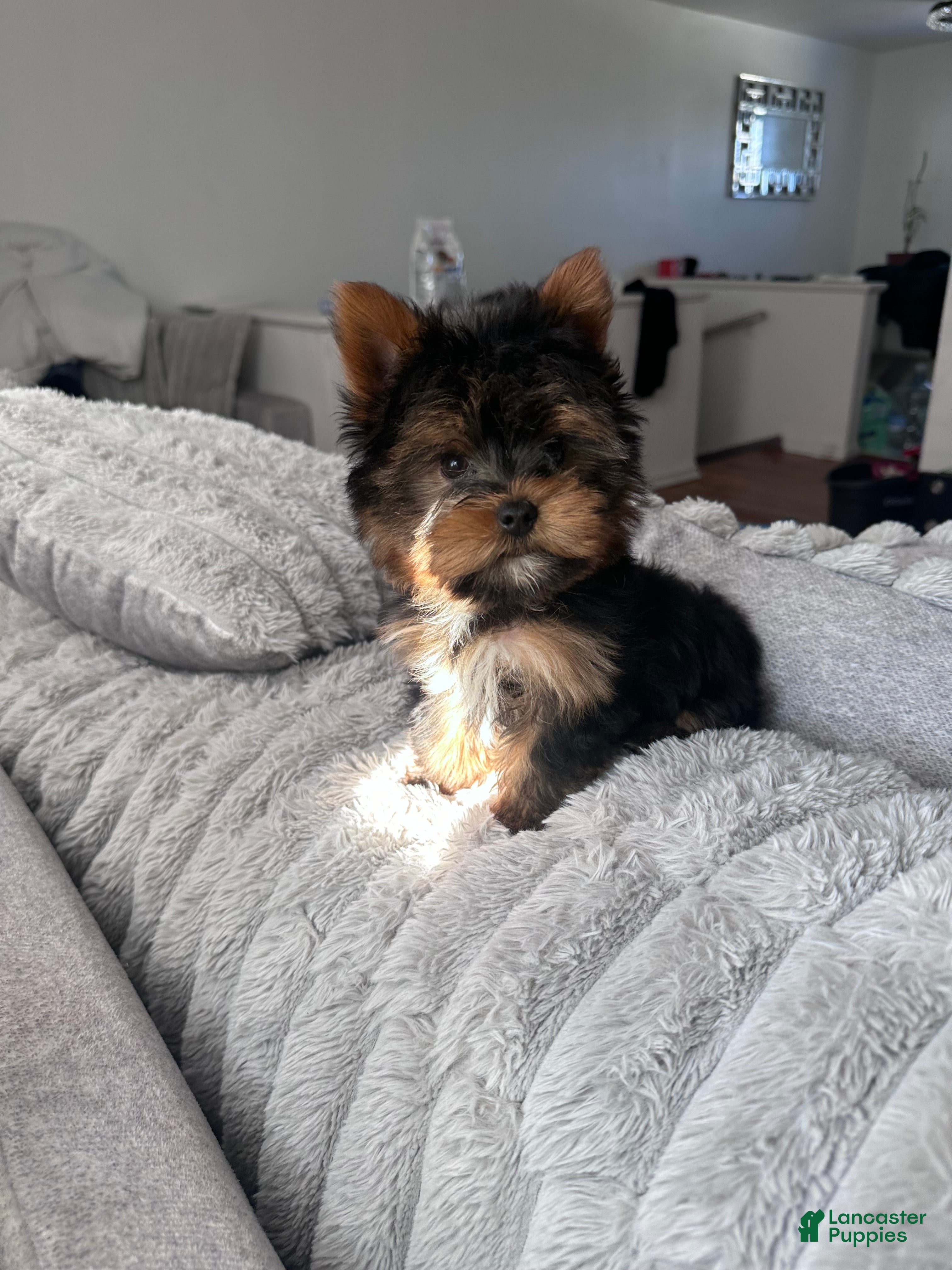 Yorkshire Terrier dogs Teddy - Ad 1