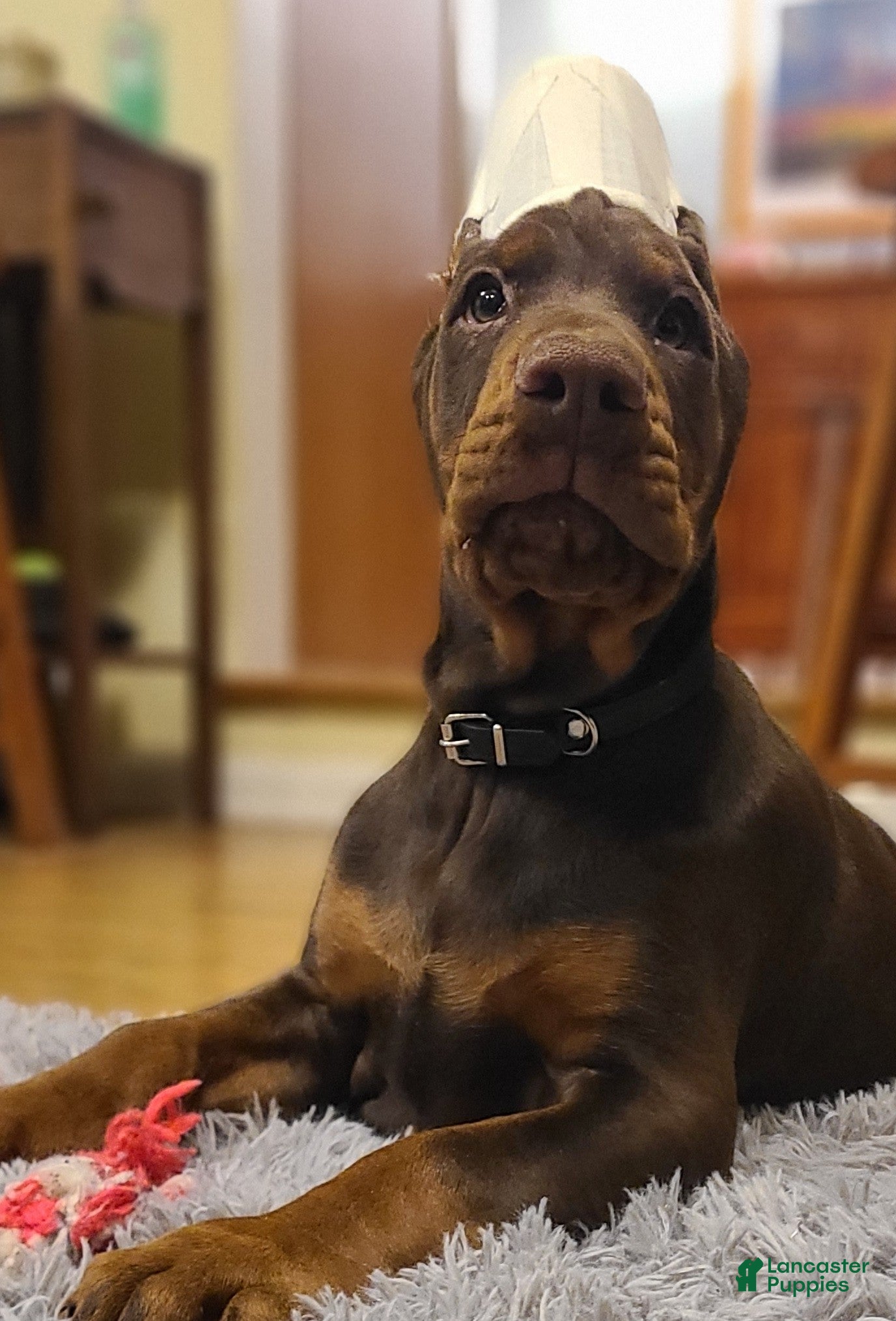 Doberman Pinscher dogs Gustav  - Ad 2