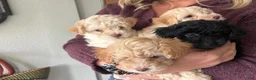 Maltipoo dogs for sale: Coach - Ad 3