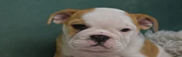 English Bulldog dogs for sale: Zara - Ad 1