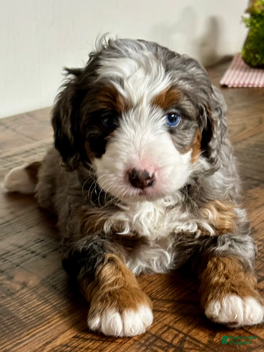Mini Bernedoodle dogs for sale: Harper Mini Bernedoodle Puppy 5 - Ad 4