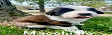 Macchiato (Mack)