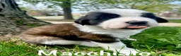 Saint Bernard dogs for sale: Macchiato (Mack) - Ad 1