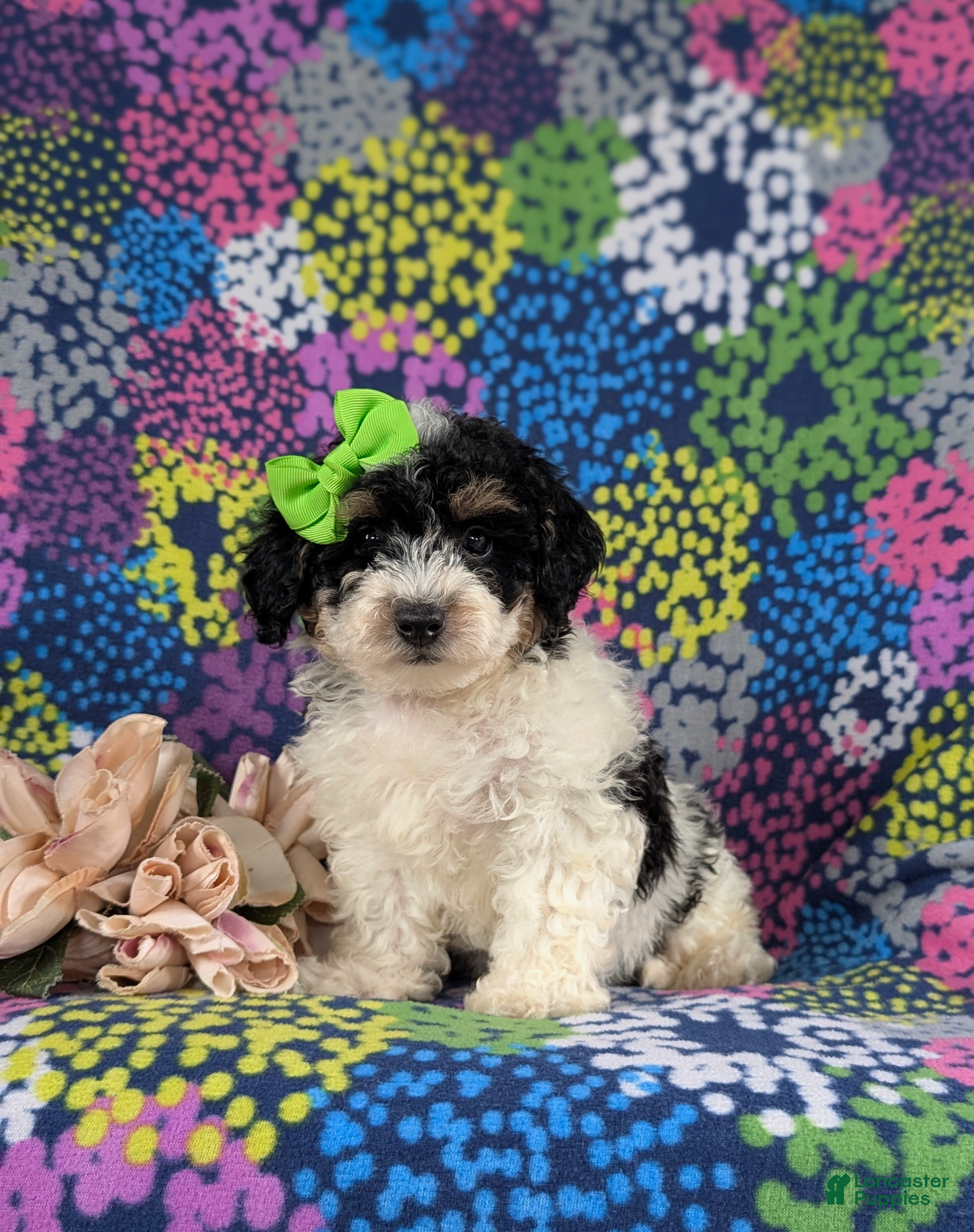 Bichpoo dogs Giovanna - Ad 2
