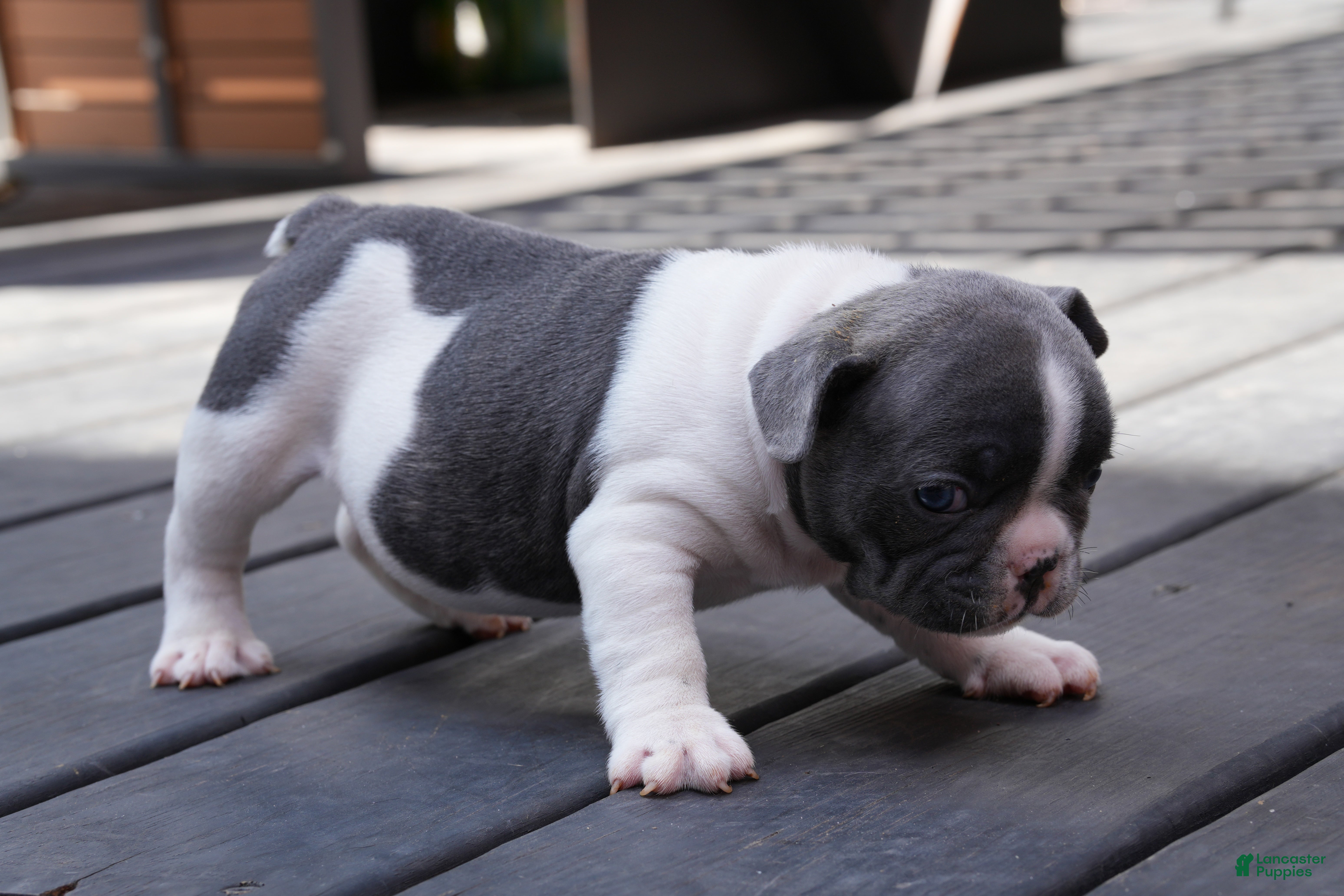French Bulldog dogs Blue Moo - Ad 1