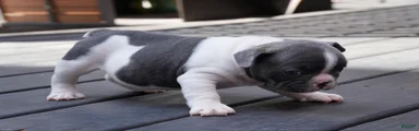 Blue Moo
