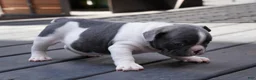 French Bulldog dogs for sale: Blue Moo - Ad 1