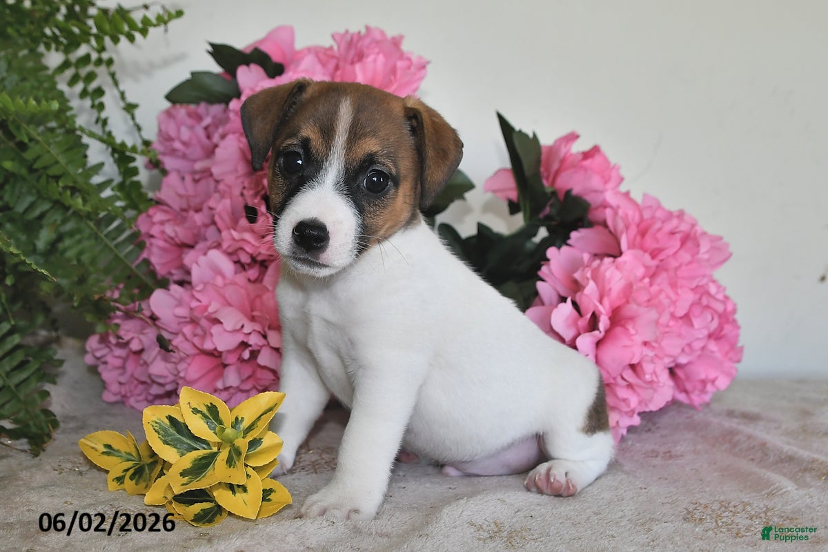Jack Russell Terrier dogs for sale: Bouncer - Ad 2