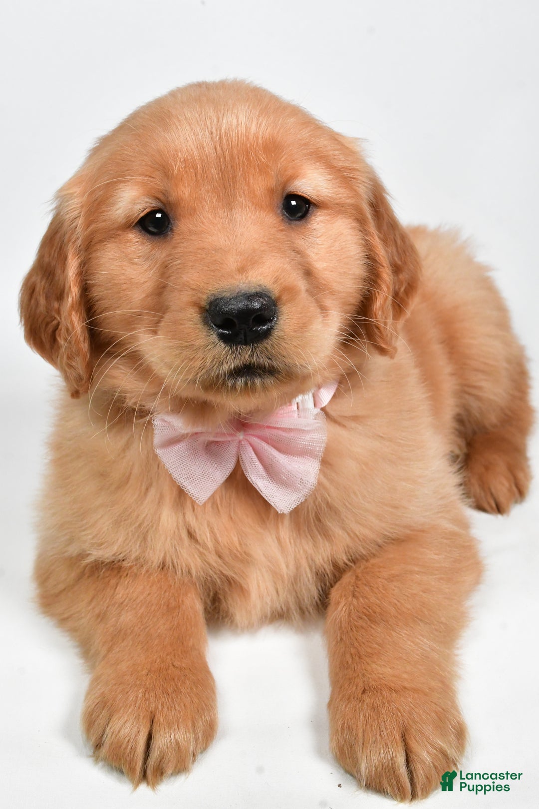 Golden Retriever dogs for sale: Lexie - Ad 8