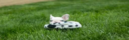 French Bulldog dogs for sale: Axel (Platinum with Blue Eyes) 💙🐾 - Ad 13