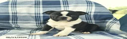 Boston Terrier dogs for sale: Finn  - Ad 1