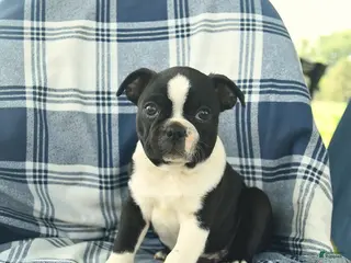 Boston Terrier dogs for sale: Finn - Ad 1