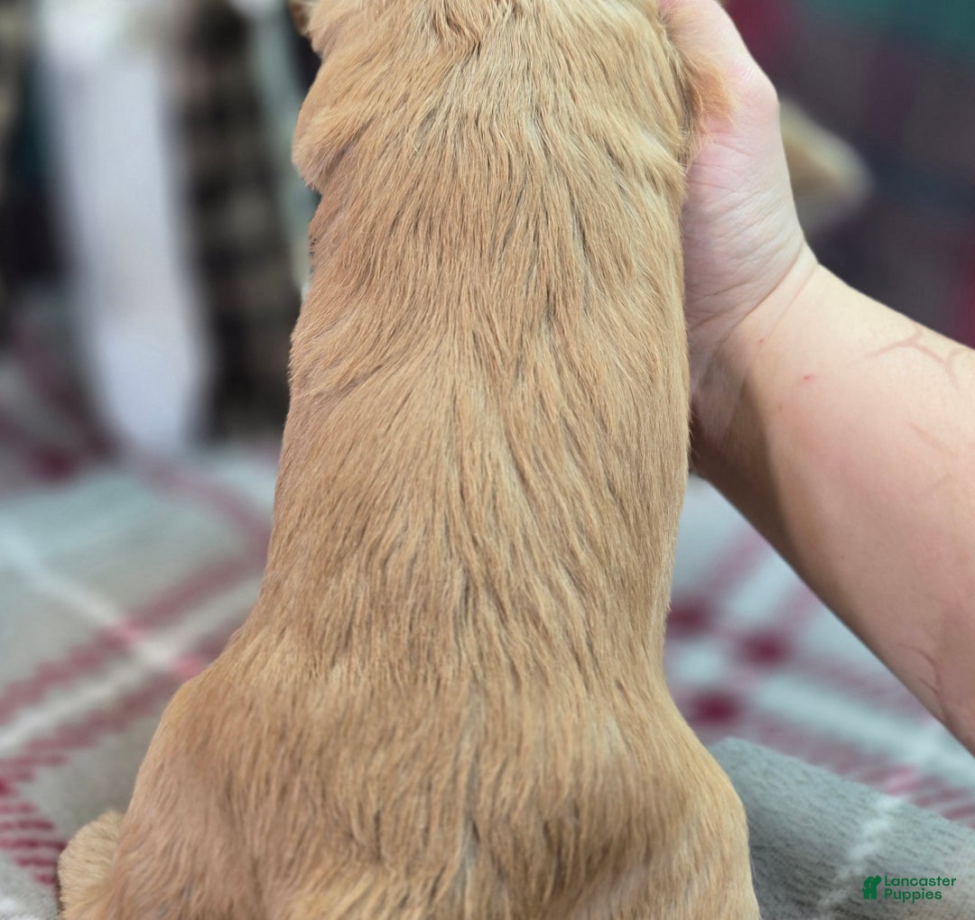 Cockapoo dogs for sale: Captain Walden - Ad 7