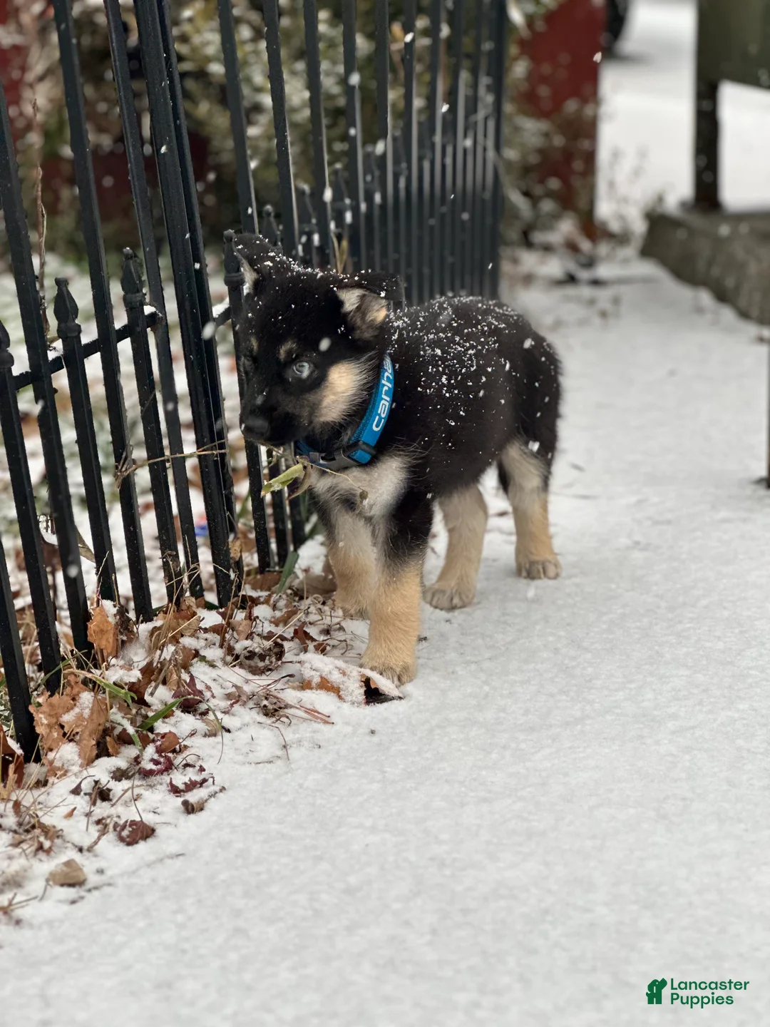 Mixed Breed dogs for sale: Mixed Breed Puppy 1 - Ad 2