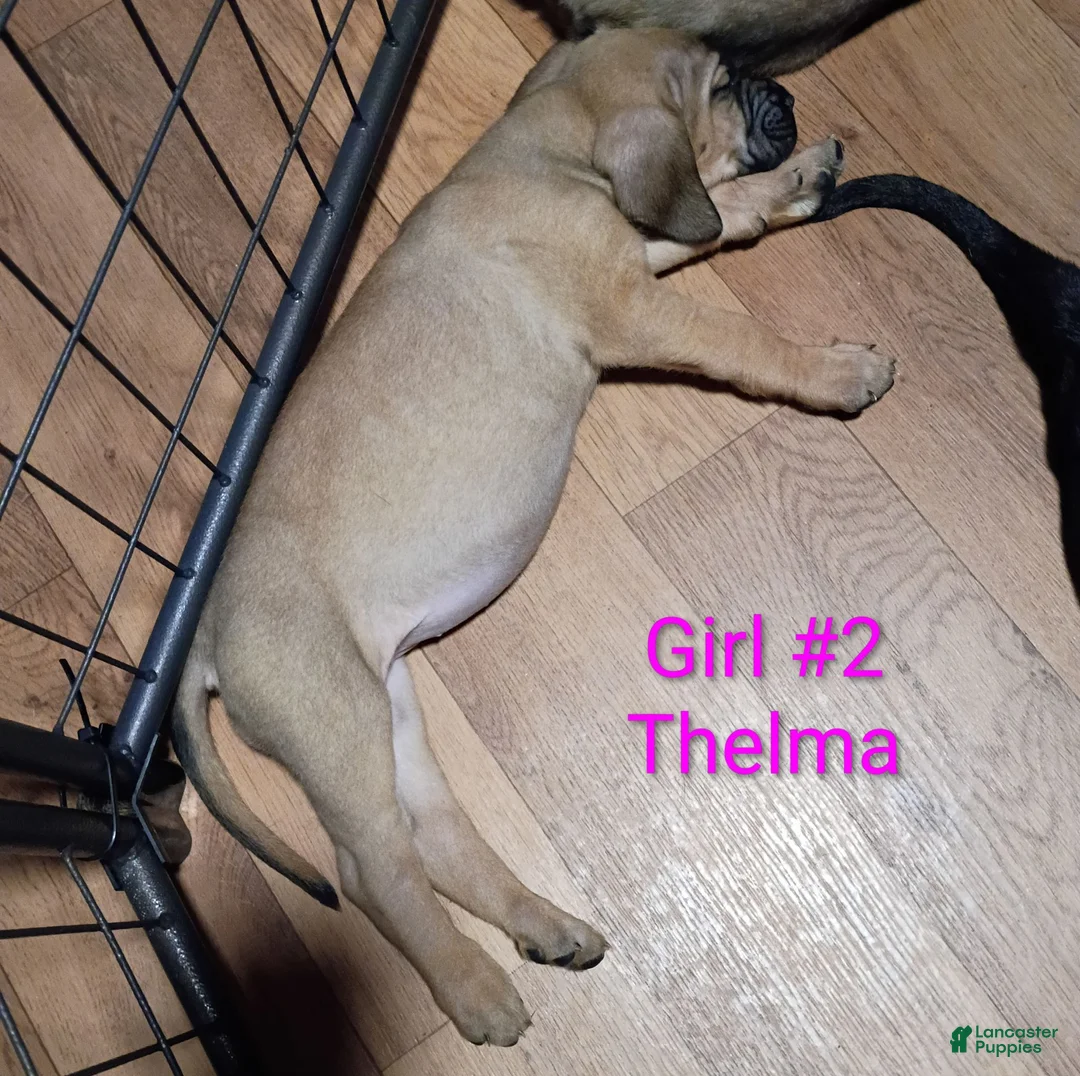 Mixed Breed dogs for sale: Thelma - Ad 2