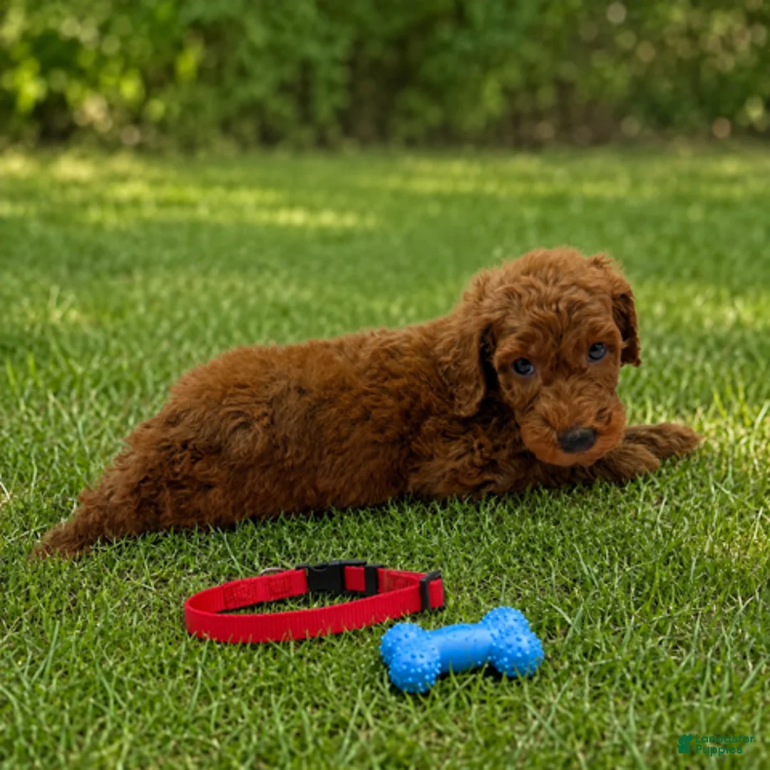 Standard Poodle dogs for sale: Rascal (Red Collar) - Ad 2