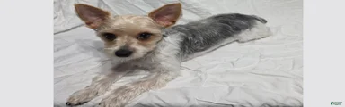 Casper