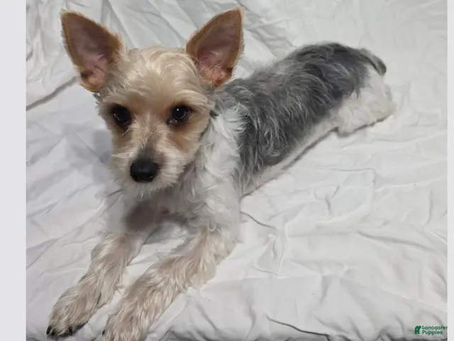 Yorkshire Terrier dogs for sale: Casper - Ad 1