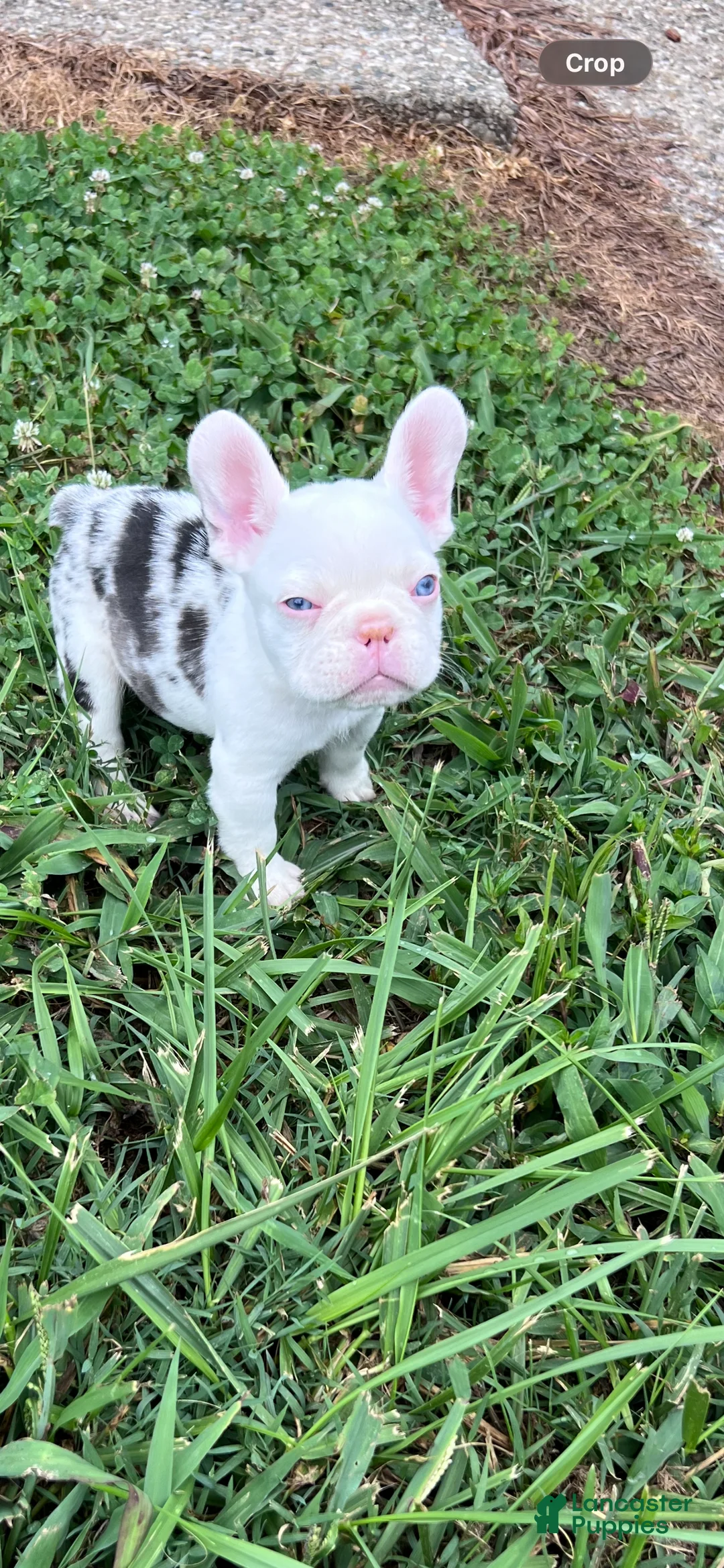 French Bulldog dogs for sale: French Bulldog 2 - Ad 1