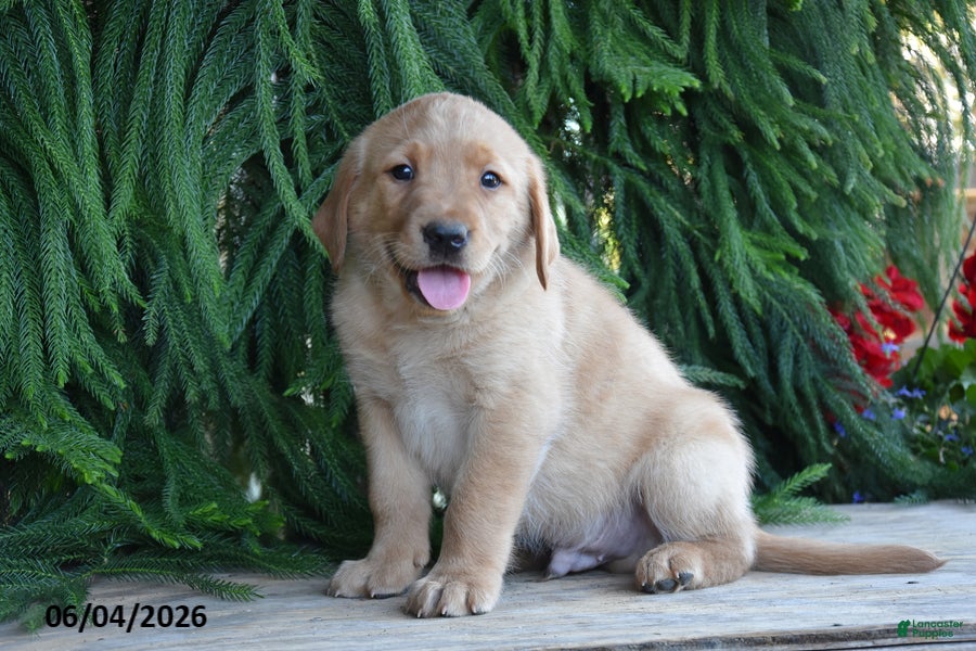 Goldador dogs Dex - Ad 2
