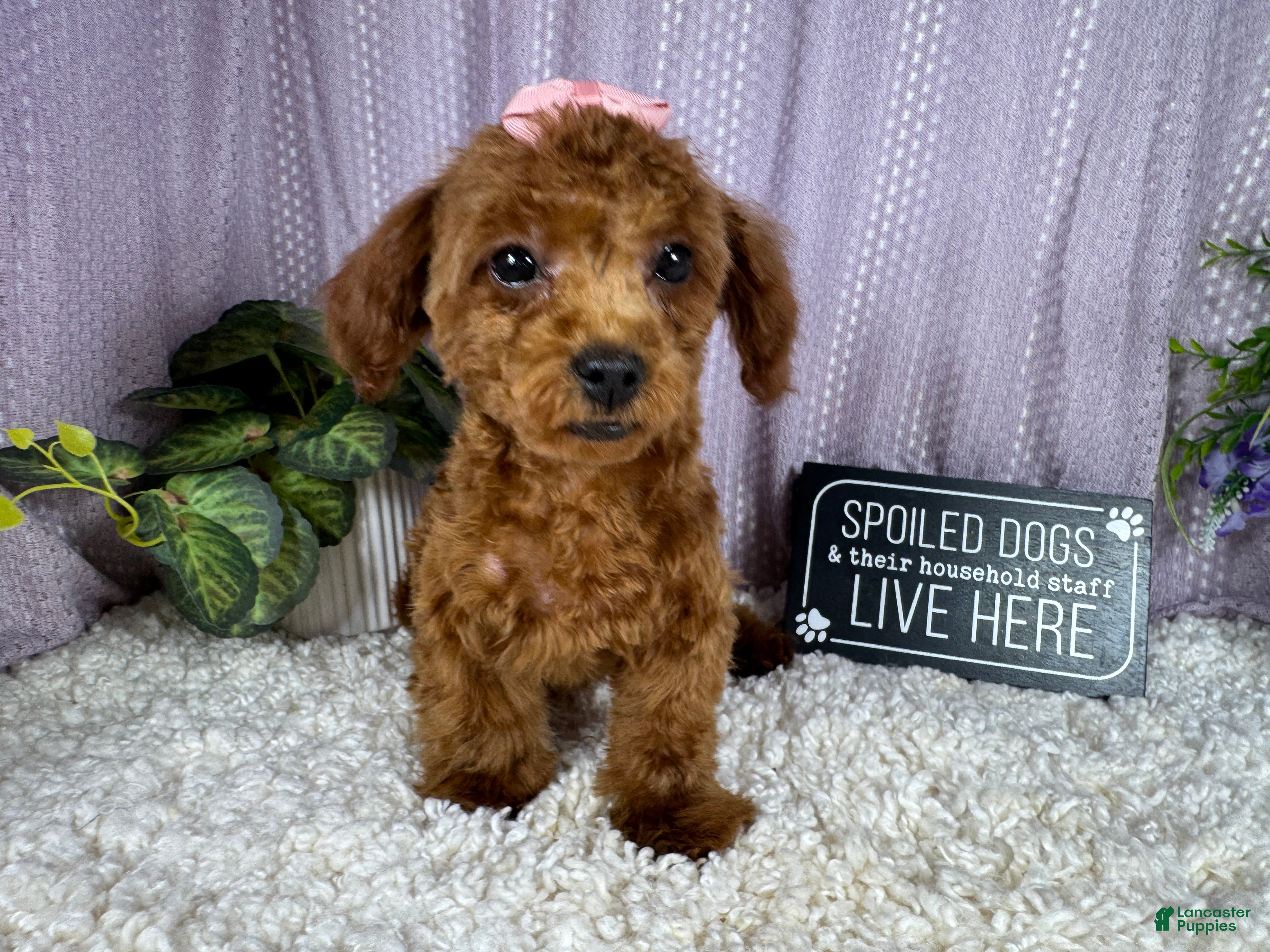 Toy Poodle dogs Toy Poodle 1 - Ad 13