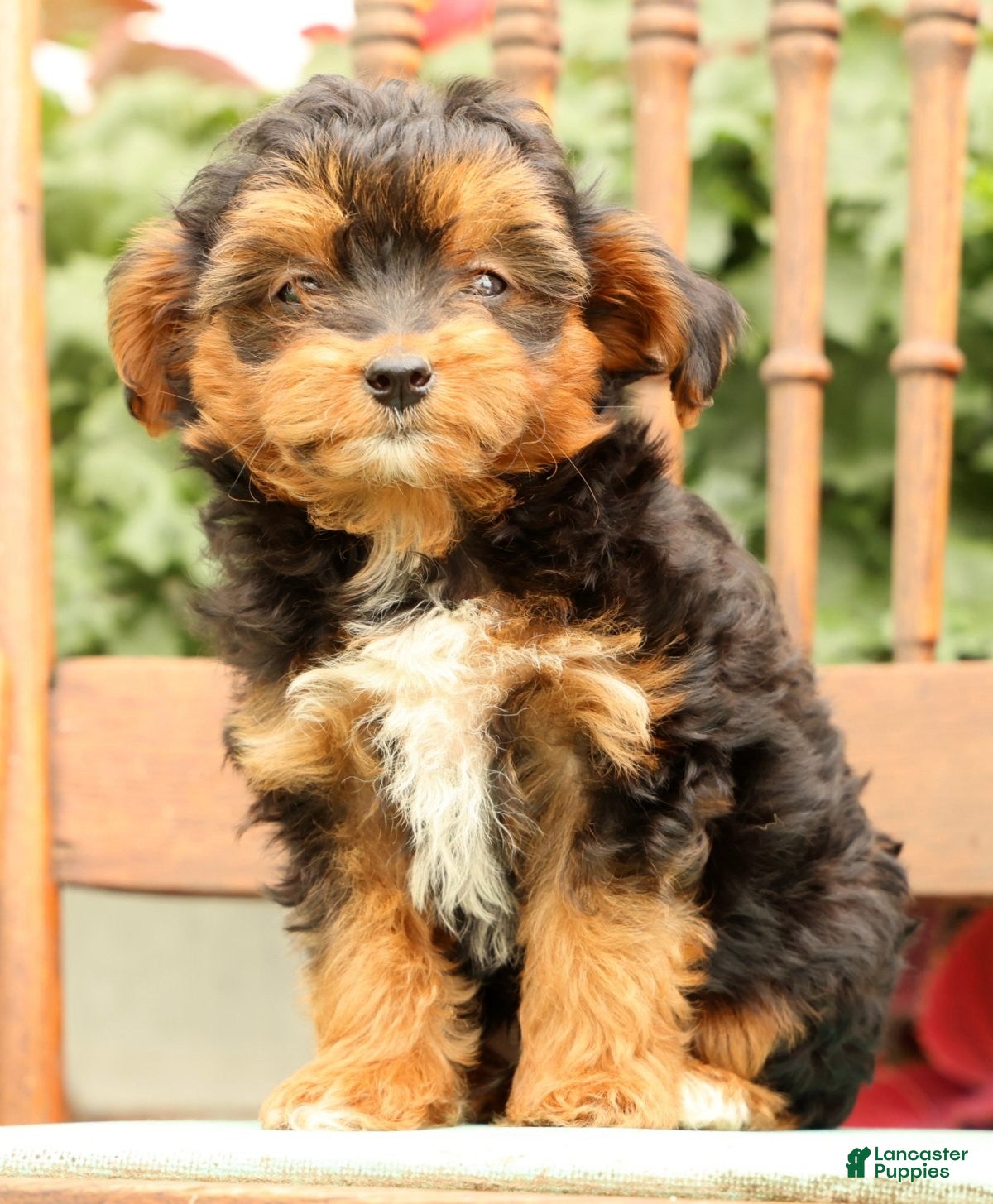 Morkie dogs Doogie - Ad 1