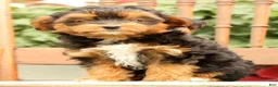 Morkie dogs for sale: Doogie - Ad 1