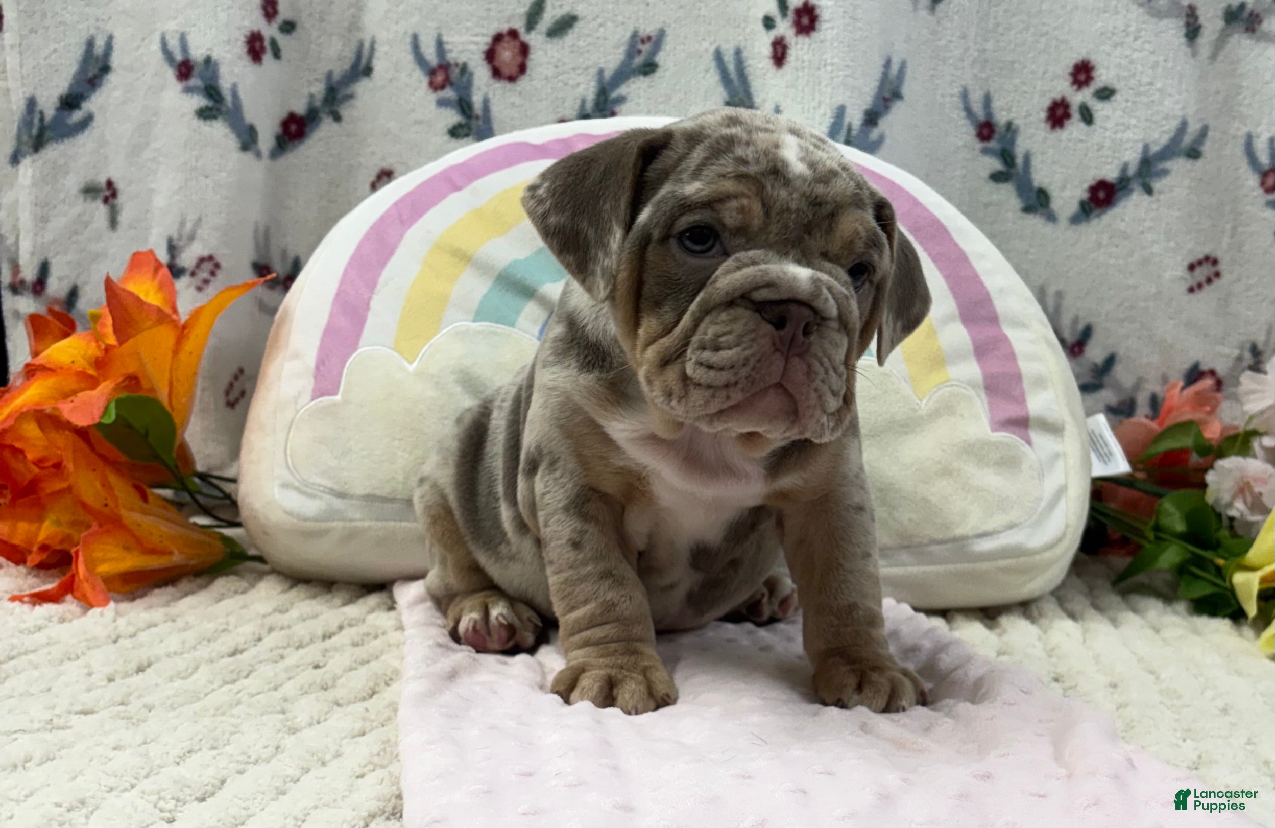 English Bulldog dogs Molly - Ad 1
