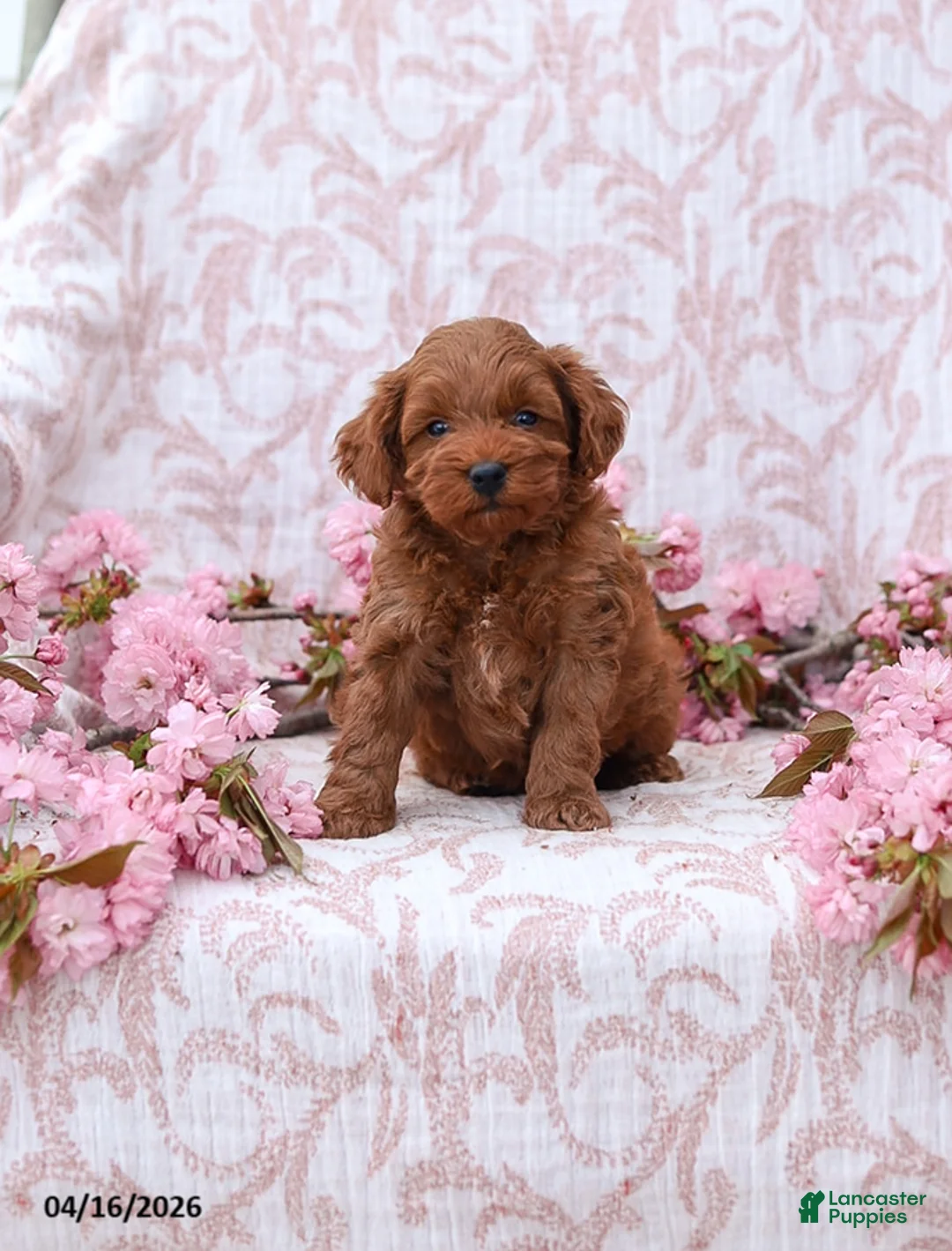 Mini Goldendoodle dogs for sale: Carter - Ad 1