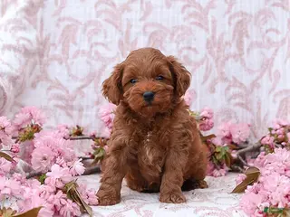 Mini Goldendoodle dogs for sale: Carter - Ad 1