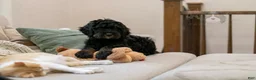 Bernedoodle dogs for sale: Acadia - Ad 16