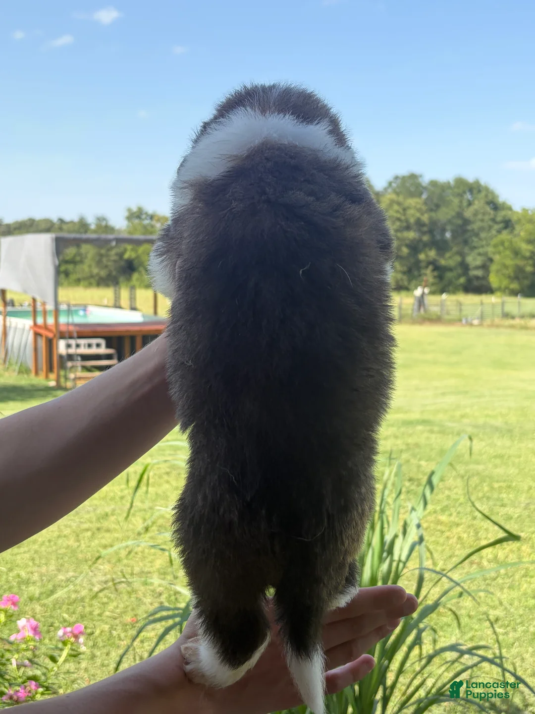 Saint Bernard dogs for sale: Akc Pink - Ad 2