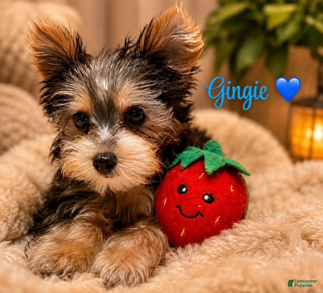 Yorkshire Terrier dogs for sale: Yorkshire Terrier Puppy 1 - Ad 1