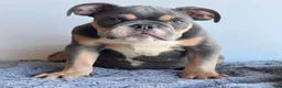English Bulldog dogs for sale: Breeze - Ad 2