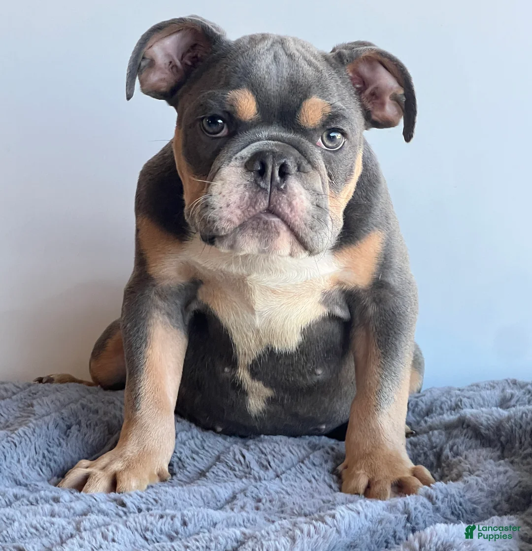 English Bulldog dogs for sale: Breeze - Ad 2