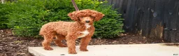 Miniature Poodle dogs for sale: Toast - Ad 5