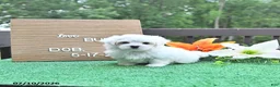 Maltese dogs for sale: Buddy - Ad 3