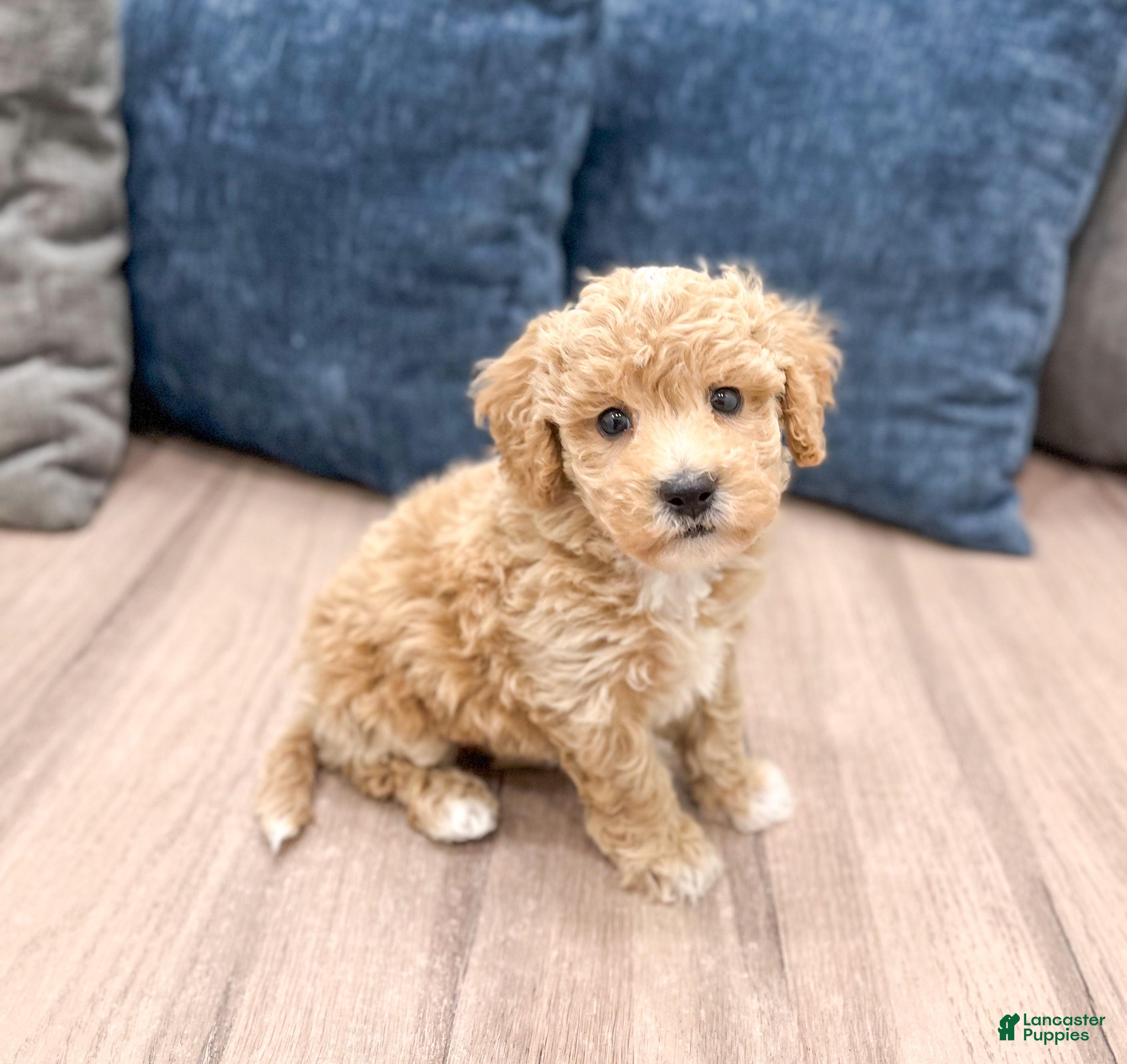 Bichpoo dogs Winston - Ad 1