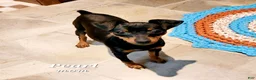 Miniature Pinscher dogs for sale: Paya - Ad 5