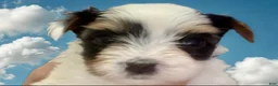 Biewer Terrier dogs for sale: Biewer Terrier Puppy 1 - Ad 2